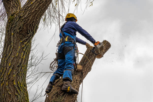 Best Tree Health Inspection  in Langley, WA